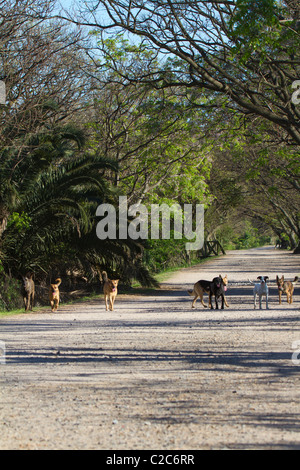 Eine Packung von streunenden Hunden in den frühen Morgenstunden in der Reserva Ecologica, Buenos Aires, Argentinien Stockfoto