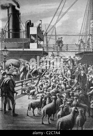 Laden von Schafen im Hamburger Hafen, Hamburg, Deutschland, historische Abbildung, ca. 1886 Stockfoto