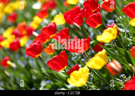 Natur in seiner farbenfrohen beste, rote und gelbe Tulpen in schönen Frühling Sonnenlicht getaucht betrachtet hier einen abgewinkelten Aspekt. Stockfoto