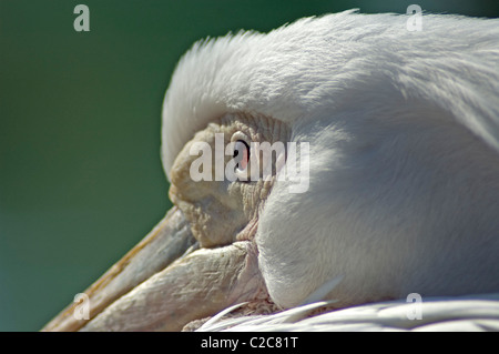 Weißer Pelikan (Pelecanus Erythrorhynchos) Stockfoto