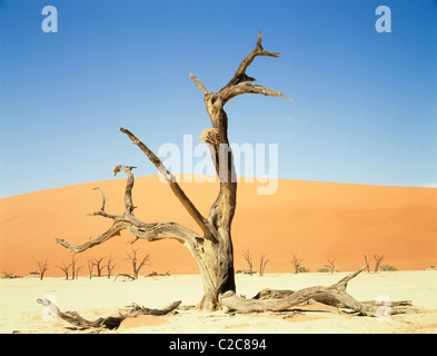 Namib Rand-Namibia Stockfoto