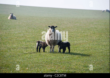 EWE und zwei junge Lämmer, etwa eine Woche alt, in einem sonnigen Bereich Stockfoto