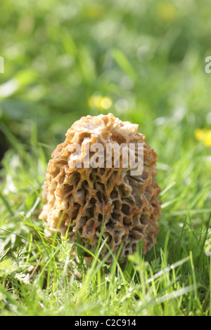 Gemeinsamen Morel wächst in einem wilden Garten Stockfoto