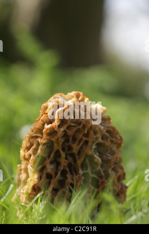 Gemeinsamen Morel wächst in einem wilden Garten Stockfoto