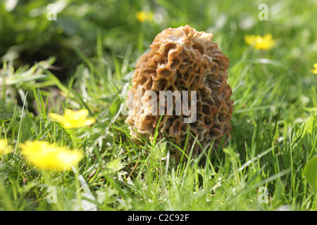 Gemeinsamen Morel wächst in einem wilden Garten Stockfoto