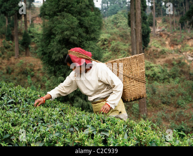 Darjeeling Westbengalen, Indien Stockfoto