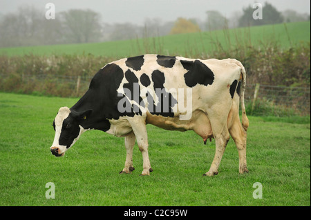 Holstein Kuh Beweidung in Dorset Stockfoto