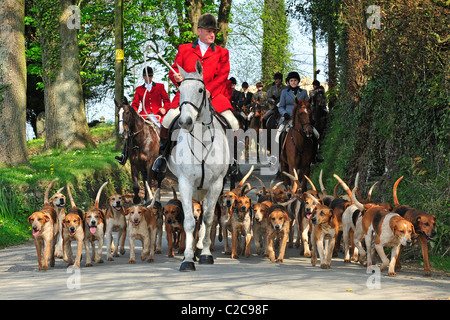 Lamerton Foxhound Pack, Devon, mit DAVID LEWIS HUNTSMAN Stockfoto