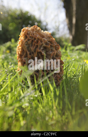 Gemeinsamen Morel wächst in einem wilden Garten Stockfoto