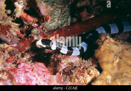 Gebänderter Meereskrait, laticauda colubrina, Selawi-Straße, Komodo-Insel, Komodo-Nationalpark, East Nusa Tenggara, Indonesien, Asien Stockfoto