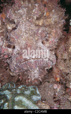 Riffsteinfisch (Sylancia verrucosa, Manado, Sulawesi, Indonesien, Asien Stockfoto