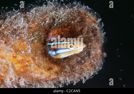 Blaues, sabretoothiertes Blenny, Plagiotremus rhinorhynchos, in der Flasche, Manado, Sulawesi, Indonesien, Asien Stockfoto