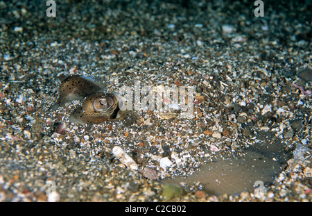 Blaufleckiger Fantail Ray, Taeniura lympna, im Sand begraben, Lembeh Straits, bei Bitung, Sulawesi, Indonesien, Asien Stockfoto