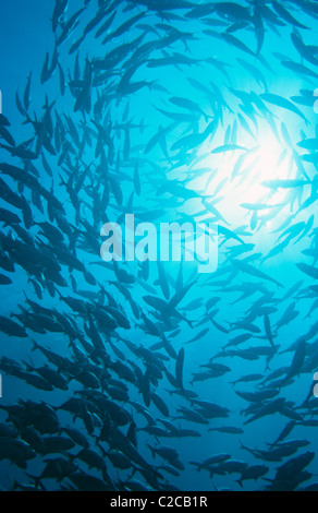 BigEye Travally Caranx Sexfasciatus ist ein Salzwasser-Fisch im gesamten Indo-Pazifik sowie die südlichen Atlantischen gefunden. Stockfoto