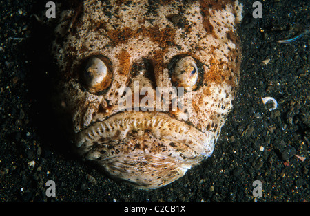 Marmorierte Stargazer, Uranoscopus bincinctus, Lembeh Straits, bei Bitung, Sulawesi, Indonesien, Asien Stockfoto