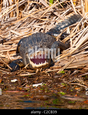 Amerikanischer Alligator - zeigt Zähne (Alligator Mississippiensis) Stockfoto