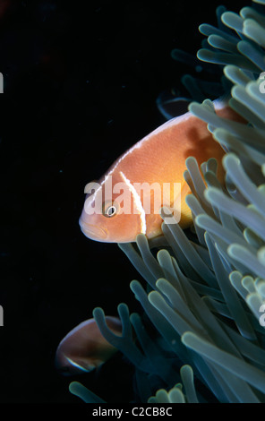 ,Rosa Anemonefisch, Amphiprion perideraion, in prächtigem Meeresanemon, Heteractis magnifica, Tufi, Papua-Neuguinea, Ozeanien Stockfoto