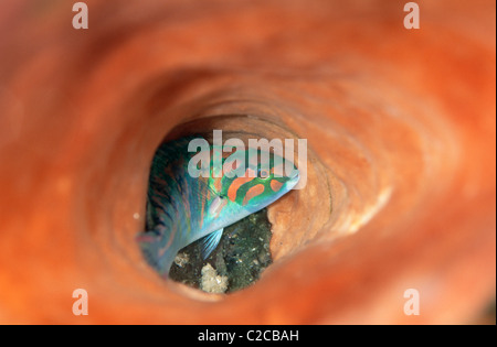 6-armige Wrasse, Thalassoma hardwicke, Inside Barrel Sponge, Xestospongia testudinaria, Lembeh Straits, In der Nähe von Bitung, Sulawesi, Indonesien, Asien Stockfoto