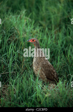 Swainson's Francolin, Pternistis swainsonii, Savuti Camp, Okavango Delta, Botswana, Afrika Stockfoto