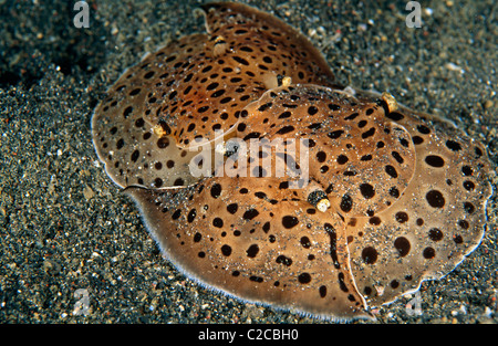 Paar Sidegill-Nacktschnecken, Euselenops luniceps, Lembeh Straits, bei Bitung, Sulawesi, Indonesien, Asien Stockfoto