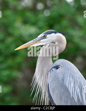 Wunderschöne Great Blue Heron - Ardea herodias Stockfoto