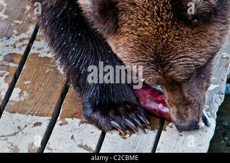 Grizzly Bär, Ursus Arctos Horriblis, essen Lachs auf der Promenade am Brooks River, Katmai Nationalpark, Alaska, USA Stockfoto