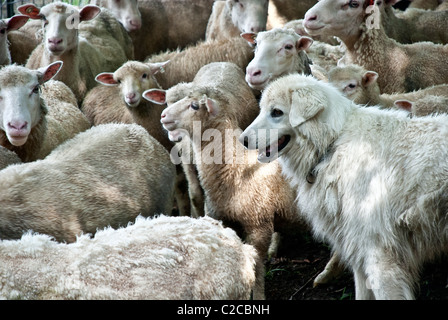 Maremma oder Abruzzese Sheepdog, der Finn-Dorset Schafe bewacht oder hütet, Stone Barns Center for Food and Agriculture, Pocantico Hills, New York, USA Stockfoto