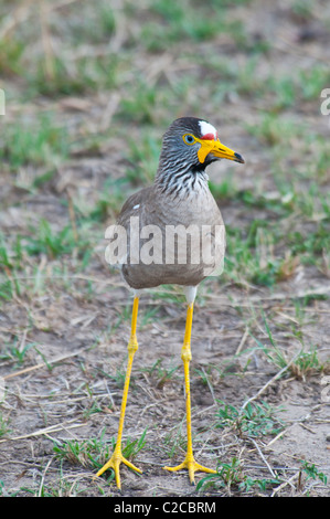 Afrikanische Flecht-Regenpfeifer, Vanellus Senegallus, Masai Mara National Reserve, Kenia, Afrika Stockfoto