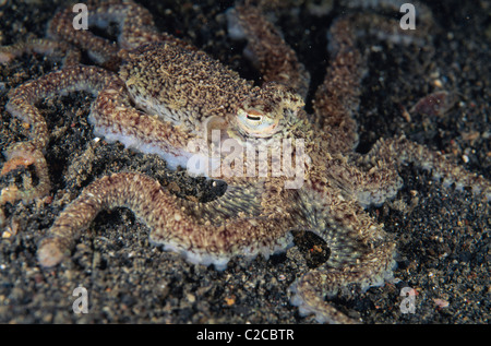 White-V Octopus, Abdopus sp, Lembeh Straits, Sulawesi, Indonesien, Asien Stockfoto