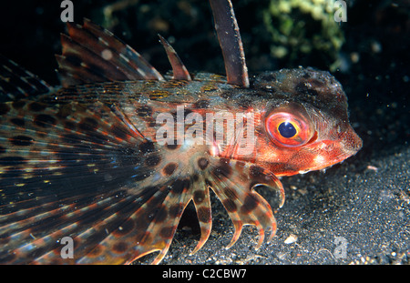 Oriental Flying Gurnard, Dactyloptena orientalis, mit Brustflossen, Lembeh Straits, Sulawesi, Indonesien, Asien Stockfoto