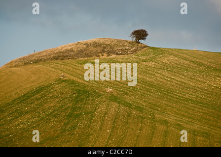 ein einsamer Baum auf einem Auswuchs Korn-Hügel Stockfoto