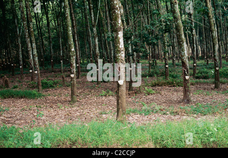 Kautschuklatex, das von Rubber Tree (Hevea brasiliensis), Rubber Plantage, in der Nähe von Medan, Sumatra, Indonesien, Asien Stockfoto