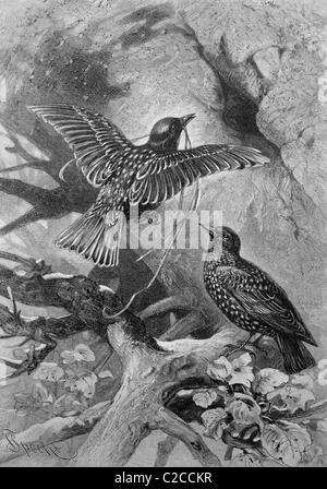 Verschachteln von Stare (Sturnus Vulgaris), historische Abbildung, ca. 1893 Stockfoto