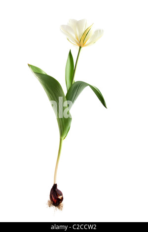 exotische Kaiser Tulpe auf weißen Hintergrund isoliert Stockfoto