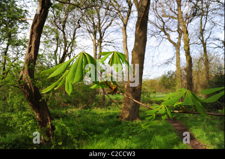 Rosskastanie Blätter im Frühjahr entstehen. Stockfoto