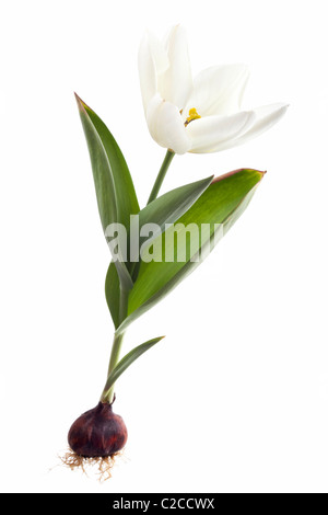 exotische Kaiser Tulpe isoliert auf weißem Hintergrund Stockfoto