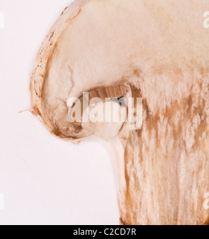 Makroaufnahme einer Scheibe Knopf oder Champignon Pilz (Agaricus Bisporus). Stockfoto