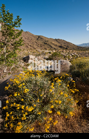 Brittlebush (Encelia farinosa) in Picacho Peak Wilderness, Blythe, Kalifornien. Stockfoto