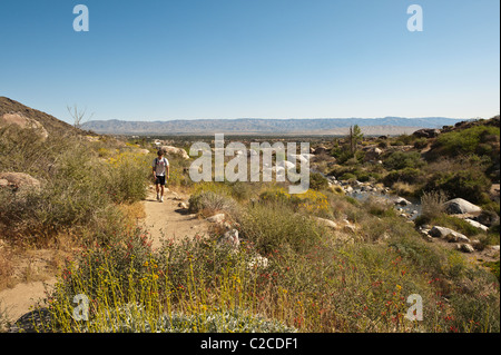 Palm Springs, Kalifornien. Wandern im Tahquitz Canyon. Stockfoto