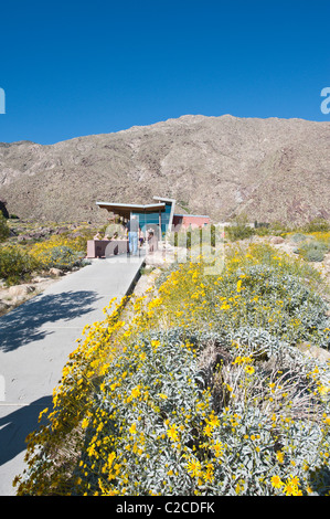 Palm Springs, Kalifornien. Brittlebush (Encelia Farinosa) am Tahquitz Canyon Visitor Center. Stockfoto
