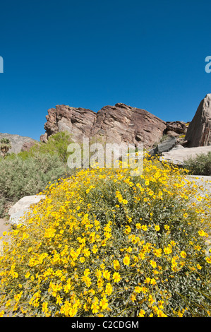 Palm Springs, Kalifornien. Brittlebush (Encelia Farinosa) im Tahquitz Canyon. Stockfoto