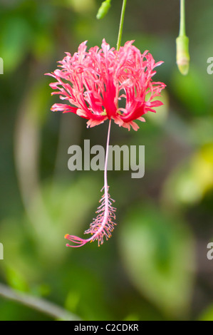 Hibiscus Schizopetalus - japanische Laternen Stockfoto