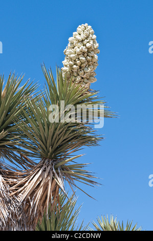 Kalifornien. Blühende Joshua Tree (Yucca Brevifolia), Joshua Tree National Park. Stockfoto