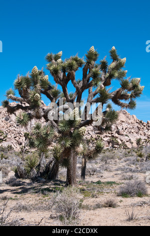 Kalifornien. Blühende Joshua Tree (Yucca Brevifolia), Joshua Tree National Park. Stockfoto