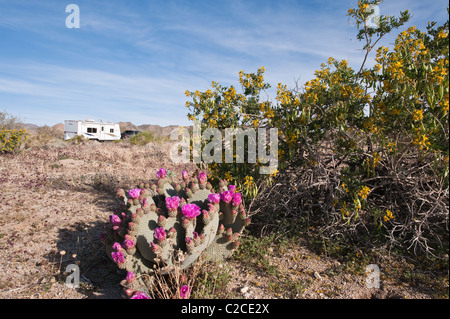 Kalifornien. Beavertail Kaktus (Opuntia Basilaris), Joshua Tree Nationalpark. Stockfoto