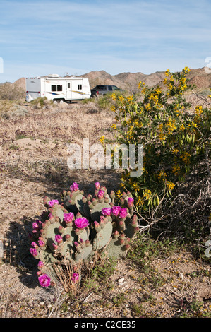 Kalifornien. Beavertail Kaktus (Opuntia Basilaris), Joshua Tree Nationalpark. Stockfoto