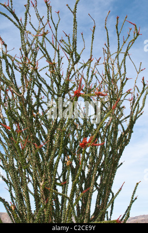 Kalifornien. Ocotillo Fouquieria Splendens, Joshua Tree National Park. Stockfoto