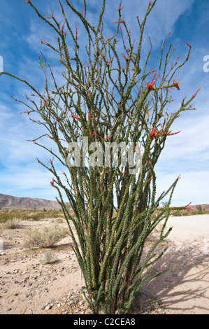 Kalifornien. Ocotillo Fouquieria Splendens, Joshua Tree National Park. Stockfoto