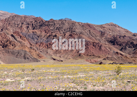 Kalifornien. Wüste Löwenzahn (Malacothrix Californica), Death Valley National Park. Stockfoto