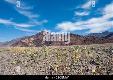 Kalifornien. Wüste Löwenzahn (Malacothrix Californica), Death Valley National Park. Stockfoto